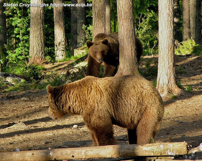 Bruine beren Bodari is een van de grootste en sterkste mannelijke beren en de andere beren trachten dan ook uit zijn buurt te blijven. Stefan Cruysberghs